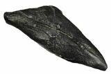 Fossil Sperm Whale (Scaldicetus) Tooth - South Carolina #175990-1